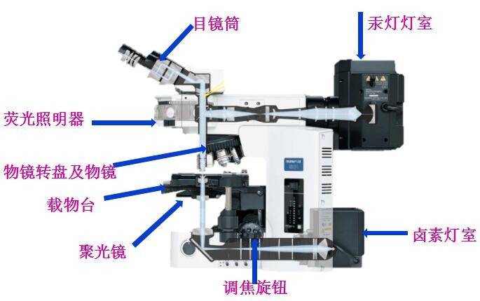 熒光顯微鏡.jpg